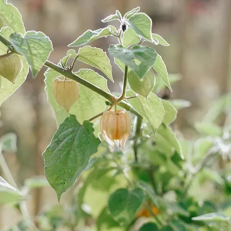 Maison Cistus - De Charme - Et Avec Terrasses Privees - Proche De Sarlat, Au Coeur De La Nature 4* Sarlat-la-Caneda