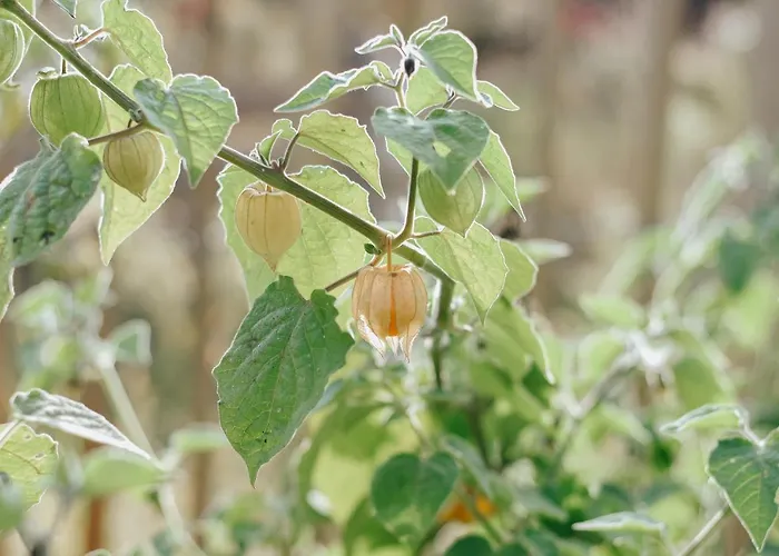 Maison Cistus - De Charme - Et Avec Terrasses Privees - Proche De Sarlat, Au Coeur De La Nature 4* Sarlat-la-Caneda