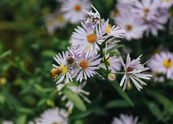 Maison Cistus - De Charme - Et Avec Terrasses Privees - Proche De Sarlat, Au Coeur De La Nature Sarlat-la-Caneda