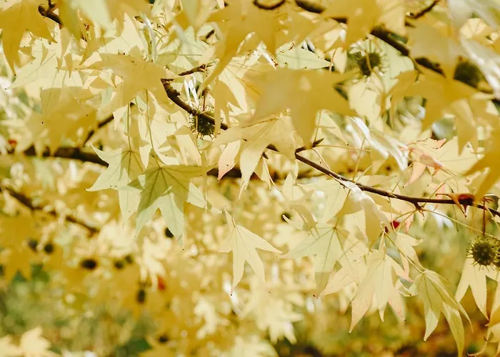 Maison Cistus - De Charme - Et Avec Terrasses Privees - Proche De Sarlat, Au Coeur De La Nature